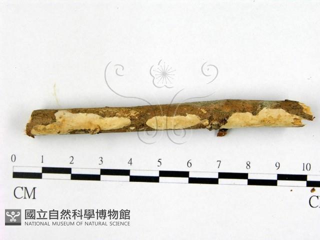 登錄號:F0022357藏品圖，第1張