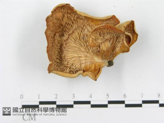 糙皮側耳藏品圖，第1張