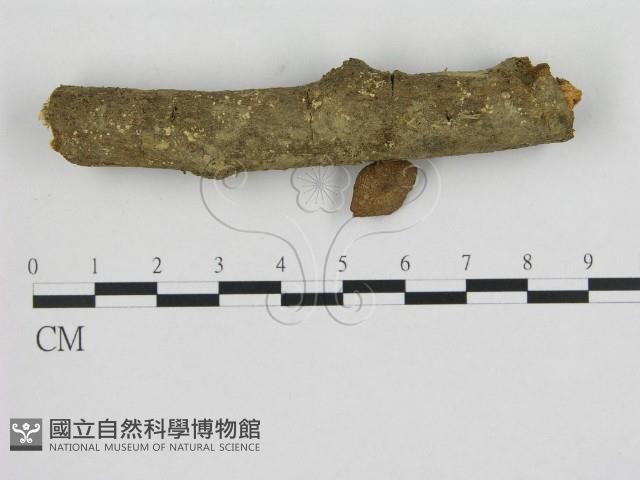 小菇屬藏品圖，第1張