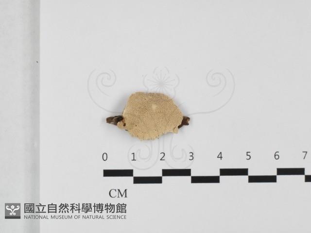 栓菌屬藏品圖，第1張