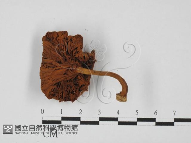 登錄號:F0027357藏品圖，第1張