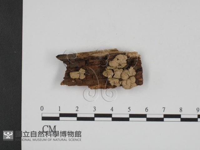 登錄號:F0007357藏品圖，第1張