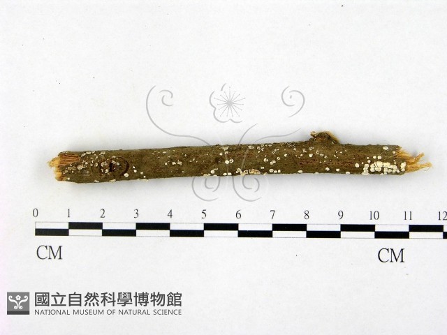 登錄號:F0005357藏品圖，第1張