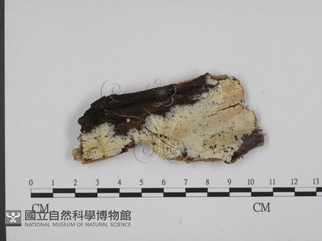 登錄號:F0015357藏品圖，第1張