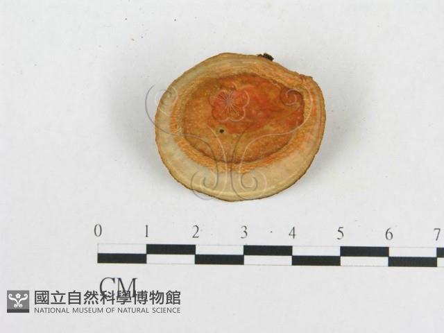 血紅密孔菌藏品圖，第1張