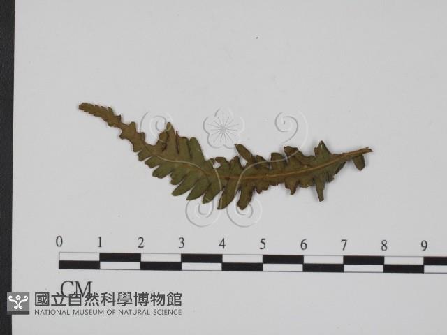登錄號:F0019357藏品圖，第1張