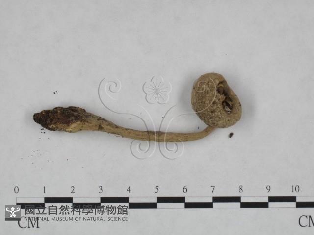 登錄號:F0023357藏品圖，第1張