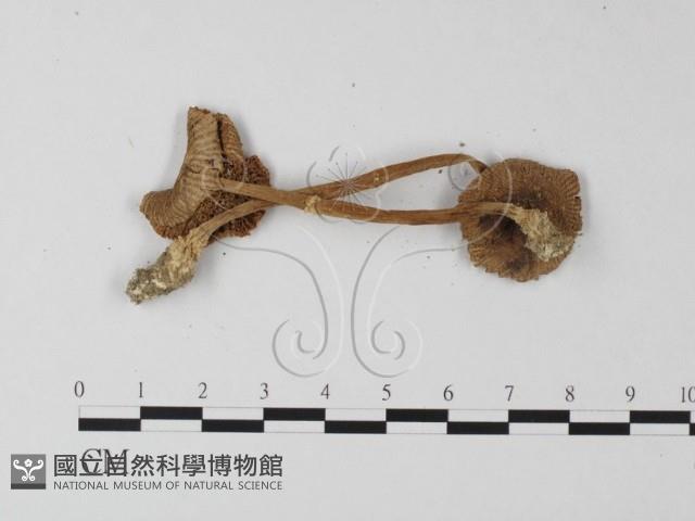 登錄號:F0003357藏品圖，第1張