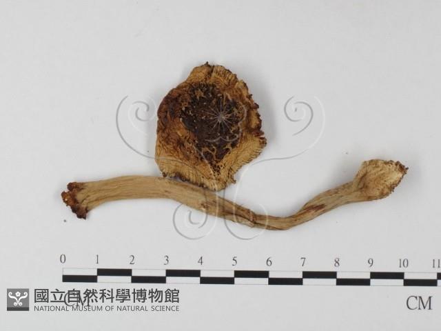 鵝膏屬藏品圖，第1張