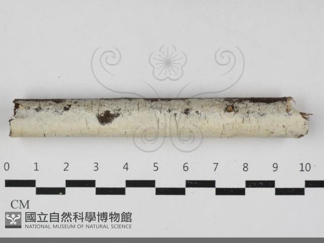 登錄號:F0033357藏品圖，第1張