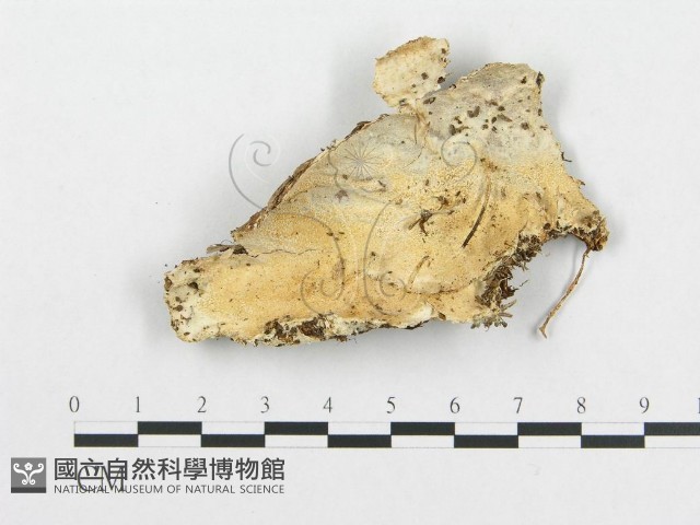 登錄號:F0008247藏品圖，第1張