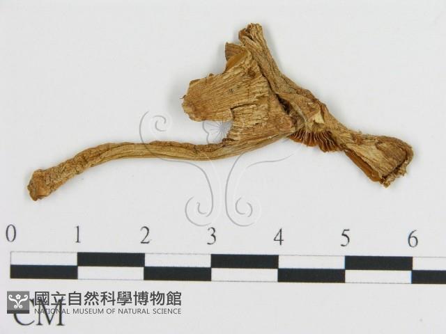 登錄號:F0020247藏品圖，第1張