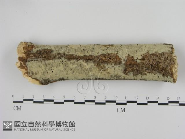 剛毛絲皮菌藏品圖，第1張