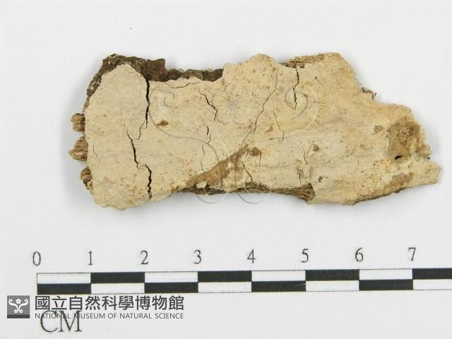 登錄號:F0010247藏品圖，第1張