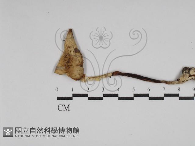 鵝膏屬藏品圖，第1張