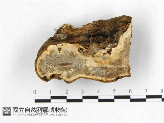 登錄號:F0001247藏品圖，第1張