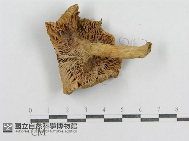 紅菇屬藏品圖，第1張
