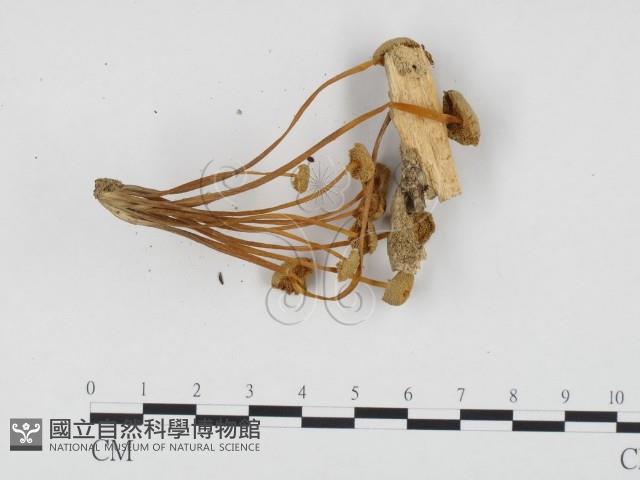 登錄號:F0024247藏品圖，第1張