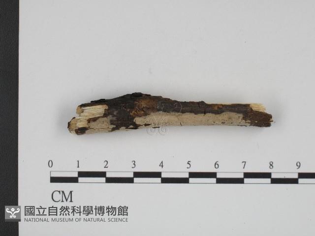 登錄號:F0004247藏品圖，第1張