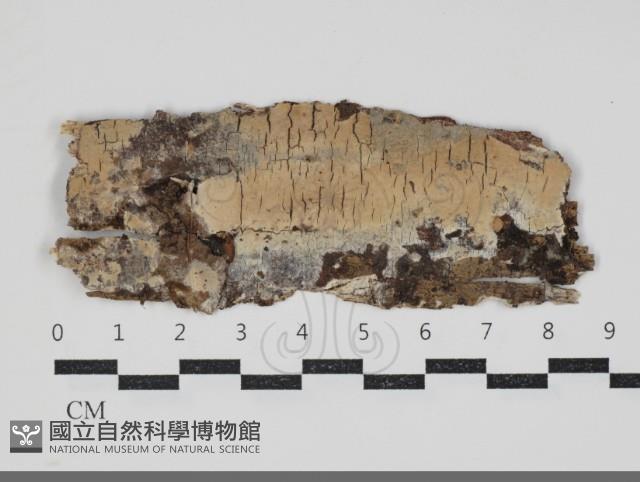 登錄號:F0034247藏品圖，第1張