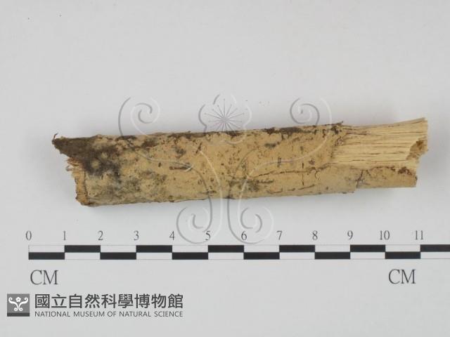 登錄號:F0022247藏品圖，第1張