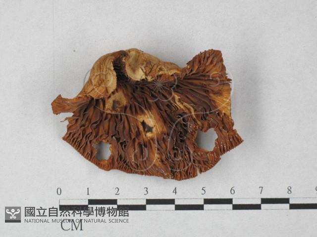 登錄號:F0027247藏品圖，第1張