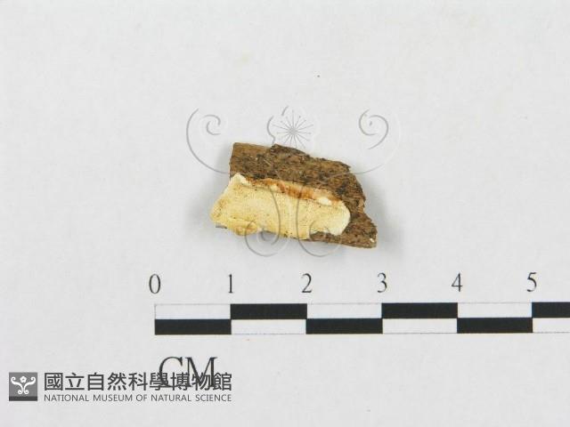 登錄號:F0007247藏品圖，第1張