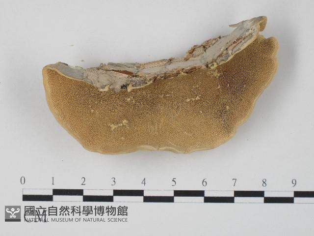 登錄號:F0017247藏品圖，第1張