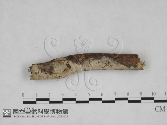 登錄號:F0025247藏品圖，第1張