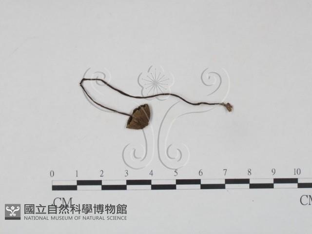 登錄號:F0005247藏品圖，第1張