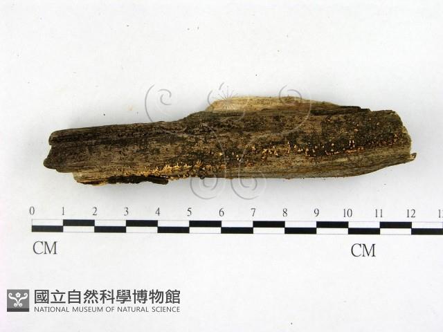 登錄號:F0015247藏品圖，第1張