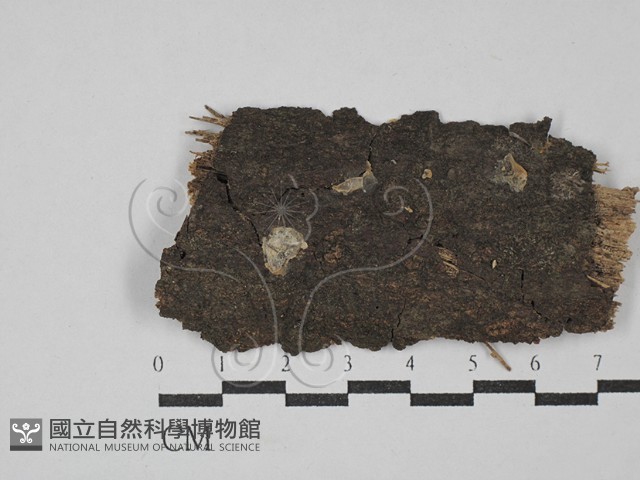 花耳屬藏品圖，第1張
