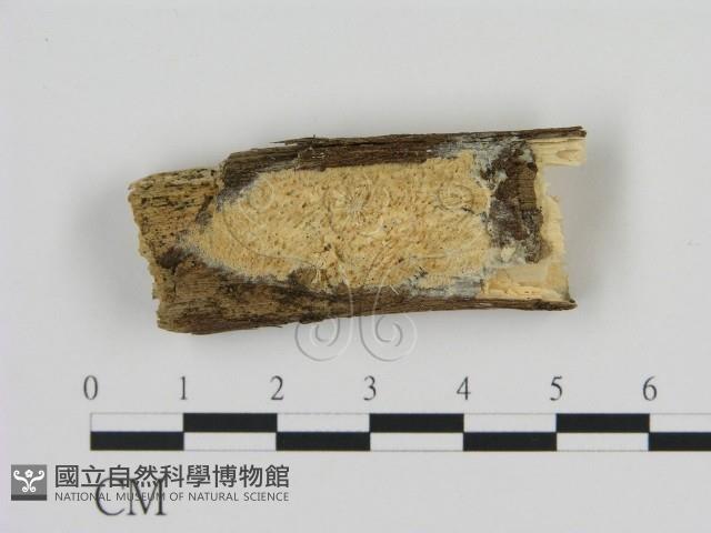 登錄號:F0009247藏品圖，第1張