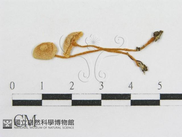 粉褶菌屬藏品圖，第1張