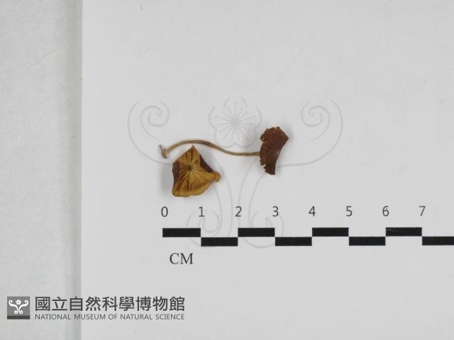 Accession Number:F0033247 Collection Image, Figure 1, Total 2 Figures