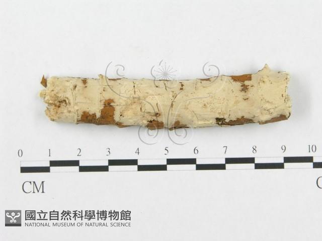 孔韌菌屬藏品圖，第1張