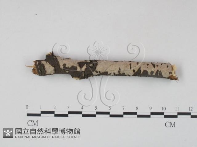 筍殼菌屬藏品圖，第1張