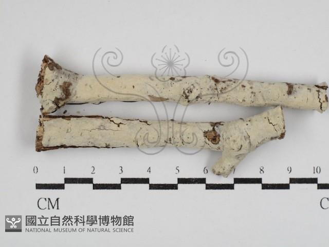 剛毛絲皮菌藏品圖，第1張