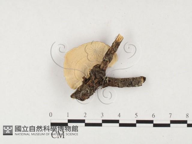 登錄號:F0026847藏品圖，第1張