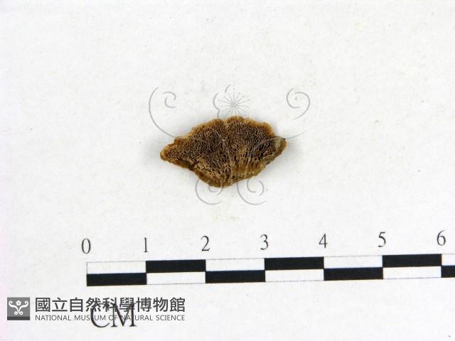 登錄號:F0006847藏品圖，第1張