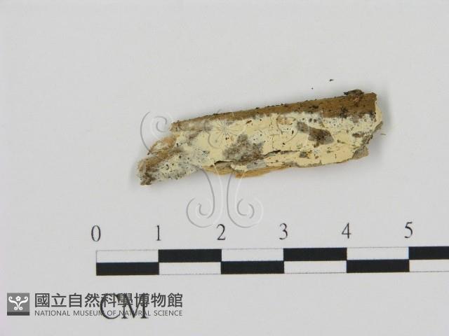登錄號:F0016847藏品圖，第1張