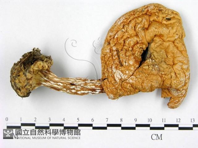 傘菌屬藏品圖，第1張