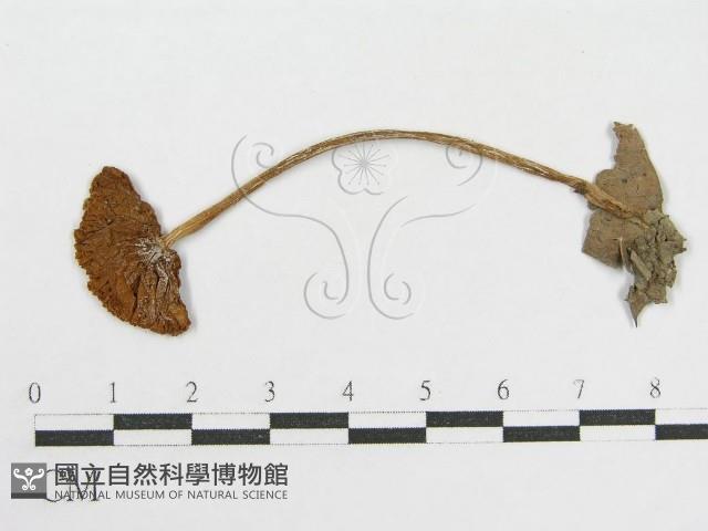 登錄號:F0001847藏品圖，第3張