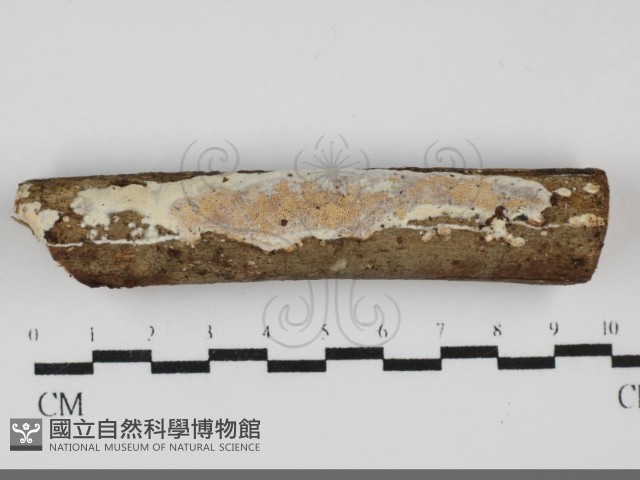 登錄號:F0031847藏品圖，第1張