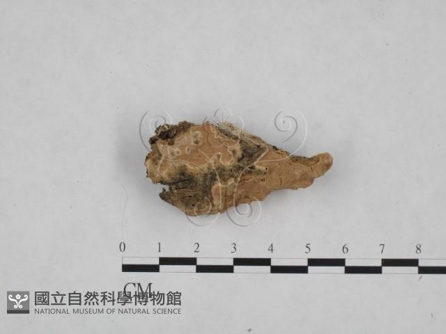 Accession Number:F0024847 Collection Image, Figure 1, Total 3 Figures
