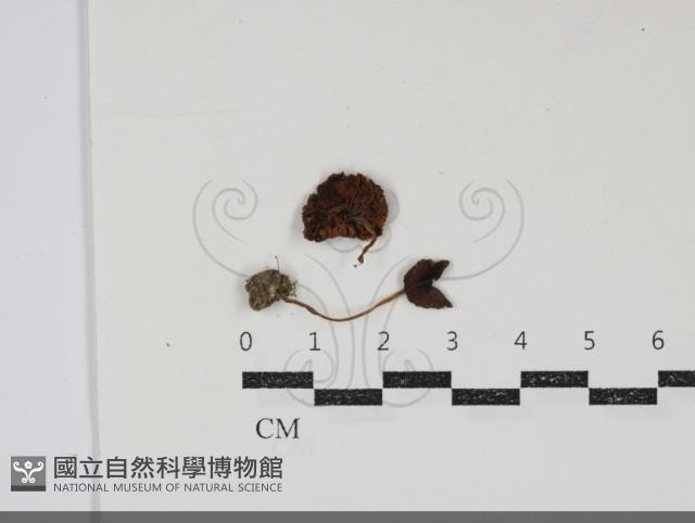 登錄號:F0034847藏品圖，第1張