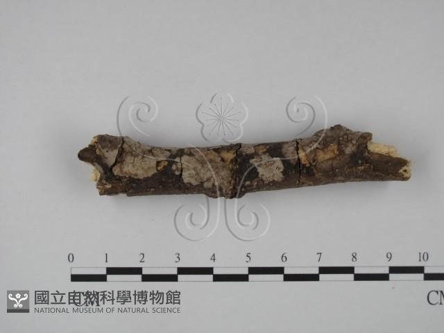 筍殼菌屬藏品圖，第1張