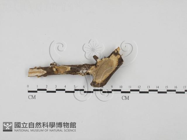 多年臥孔菌屬藏品圖，第1張