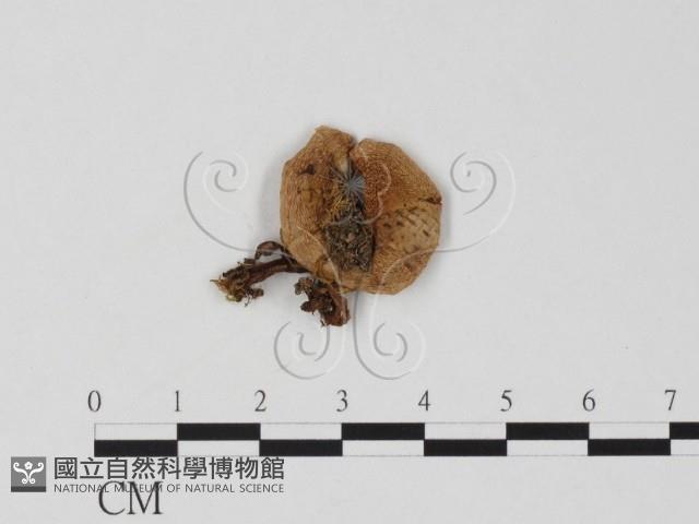 登錄號:F0025847藏品圖，第1張