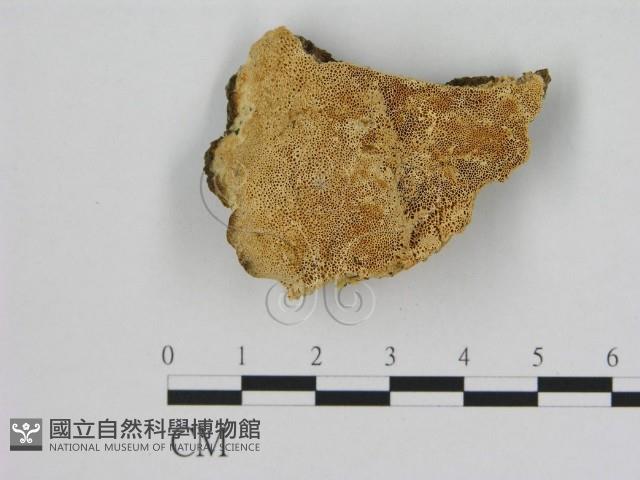 登錄號:F0005847藏品圖，第1張